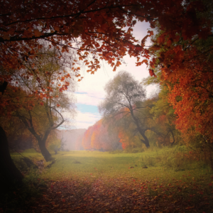 herfstbeeld